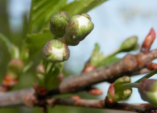 Flower Buds