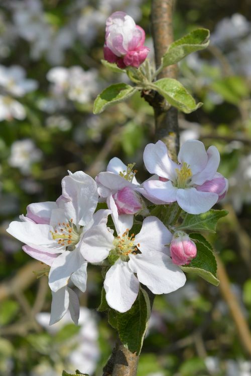 flower buds apple blossom spring