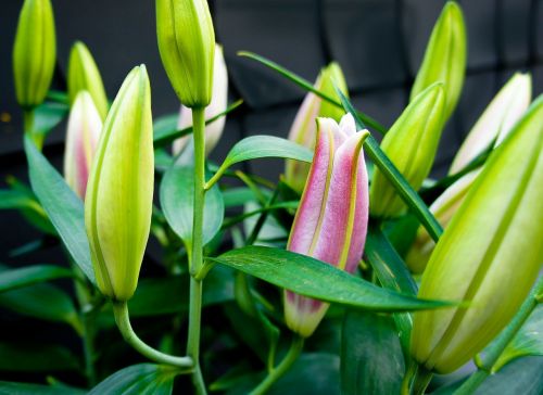 flower buds flowers nature