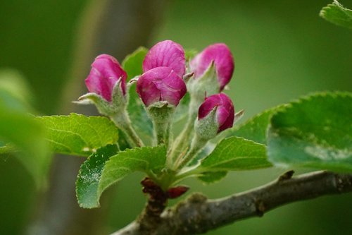 flower buds  apple tree blossom  spring