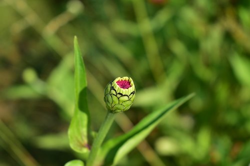 flower buds  flower  bloom