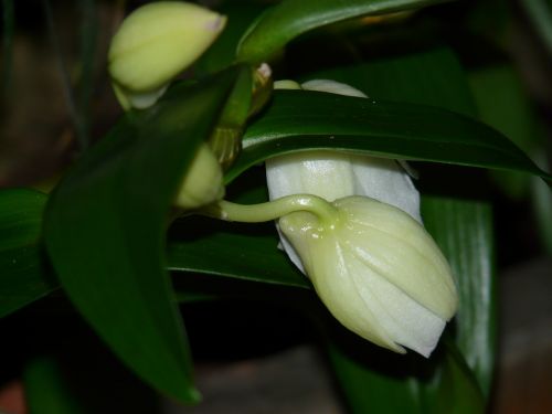 flower buds bud orchid