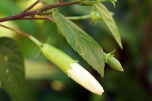 Flower Buds And Green Leaves