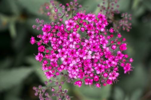 flower bunch tiny bloom