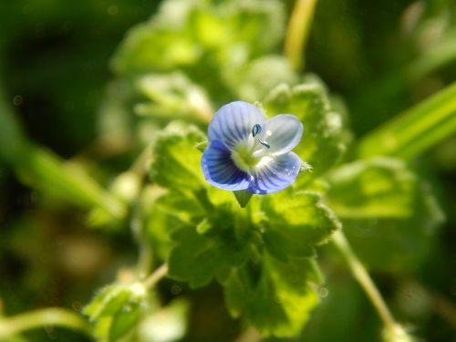 flower celeste wild small