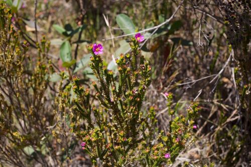 flower cerrado pink flower cerrado