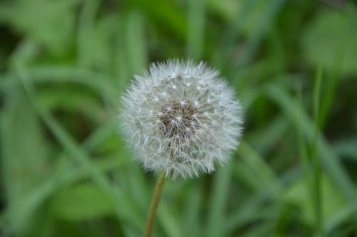 flower dandelion plants plant