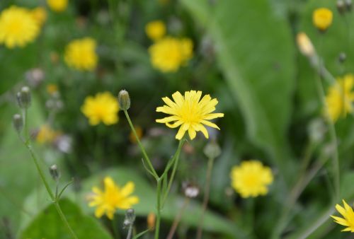 flower dandelion yellow nature