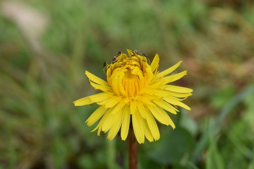 flower dandelion flower  flower yellow petals  plants