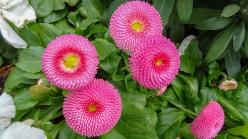 flower details  flower red  pink natur