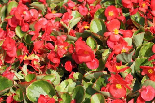 flower exhibition  begonia  red