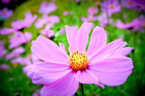 flower field pink pink flowers