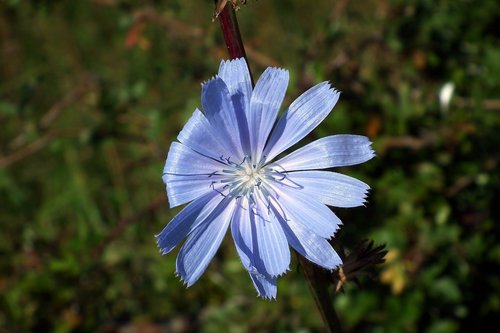 flower field  blue  nature