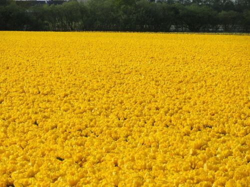 flower field yellow tulips