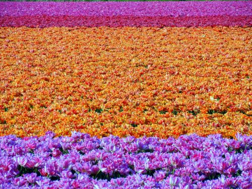 flower field tulips colorful