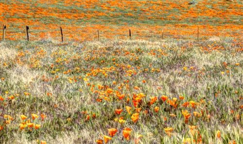 Flower Fields