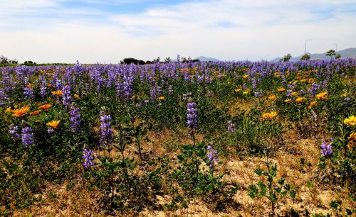 Flower Fields