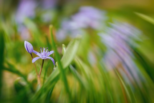 flower flower  violet  purple