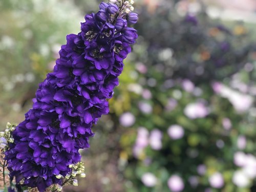flower flowers  purple  bloom