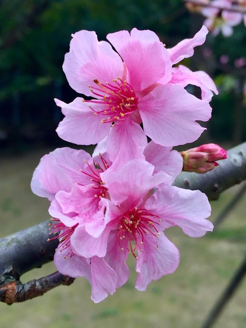 flower flowers  blossom  peach flowers
