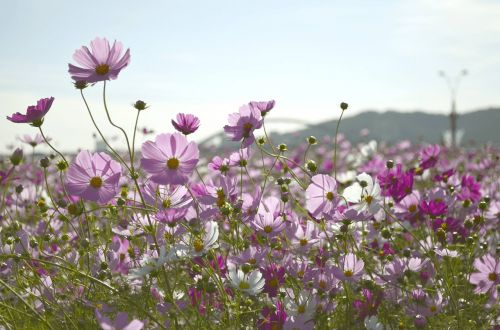 flower garden autumn course