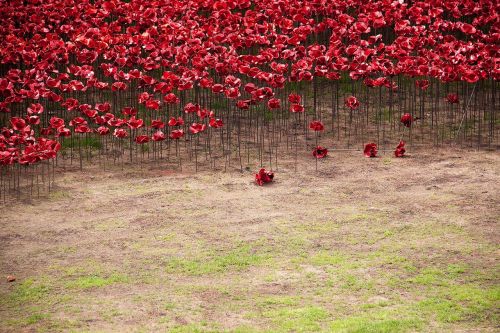 flower garden red garden