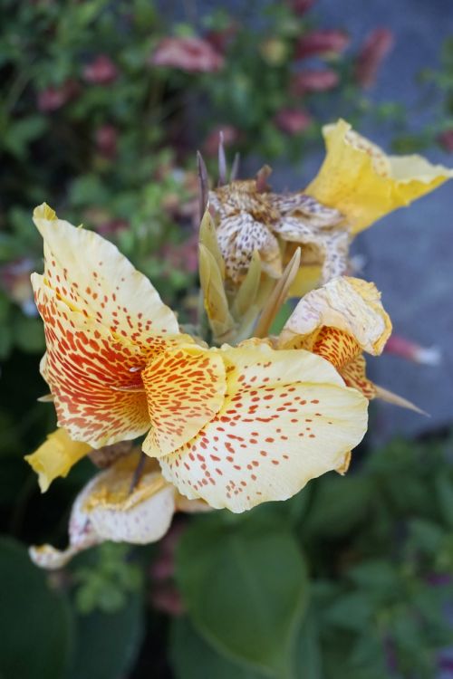 flower garden yellow colorful