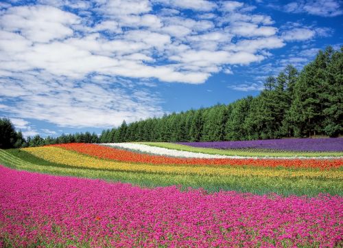 flower garden blue sky hokkaido