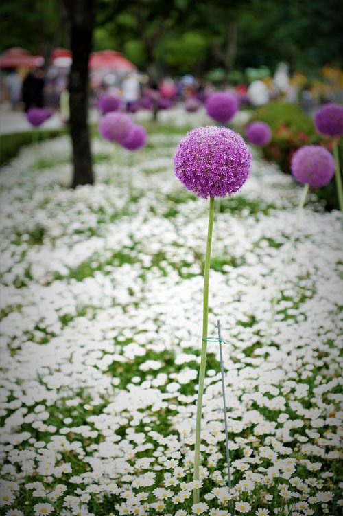 flower garden  flowers  garden