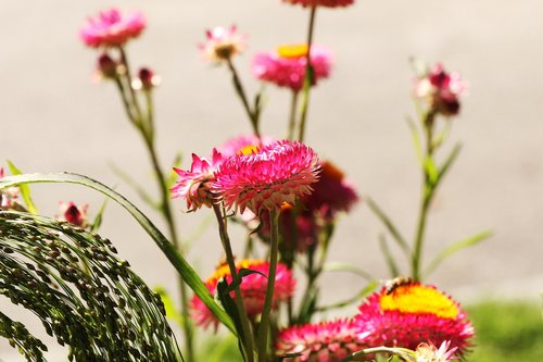 flower garden  flower  summer flower