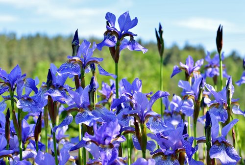 flower garden  iris  lilies