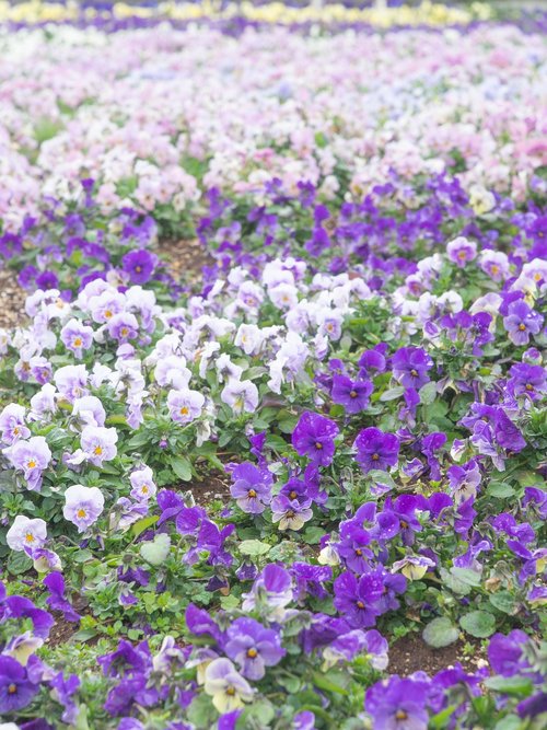 flower garden  purple  flowers