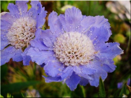 flower garden blue summer