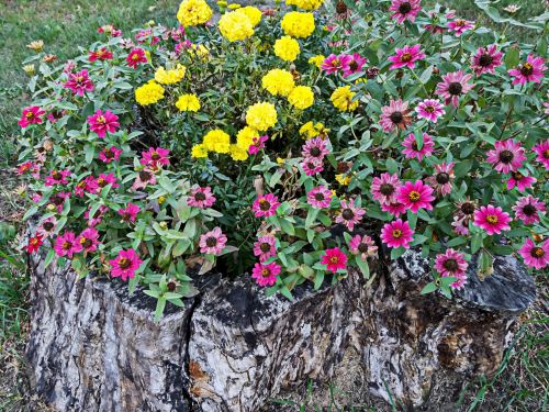 Flower Garden In Tree Stump