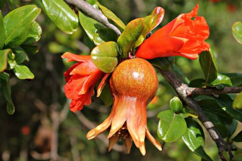 flower granada fruit sweet