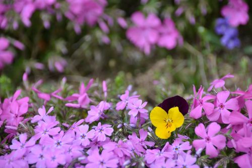 flower grass flowers grass