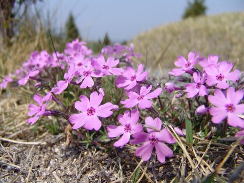 flower grass grass flowers