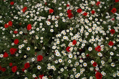 flower head wild carpet of flowers