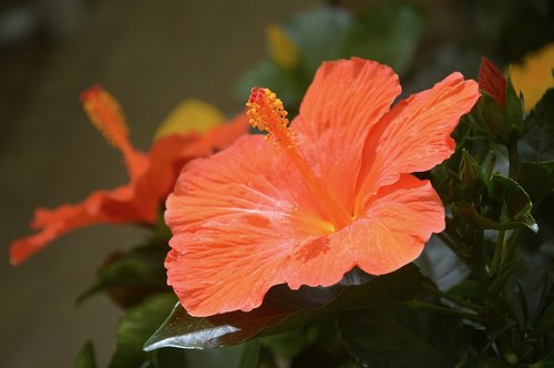 flower hibiscus  color orange  shrub