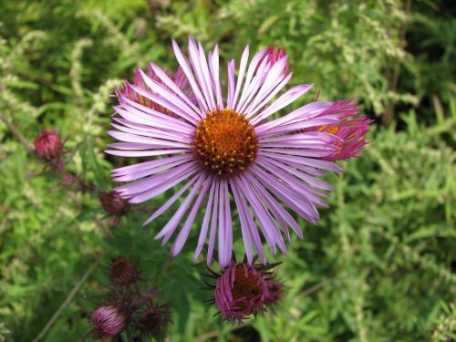 Flower In A Field