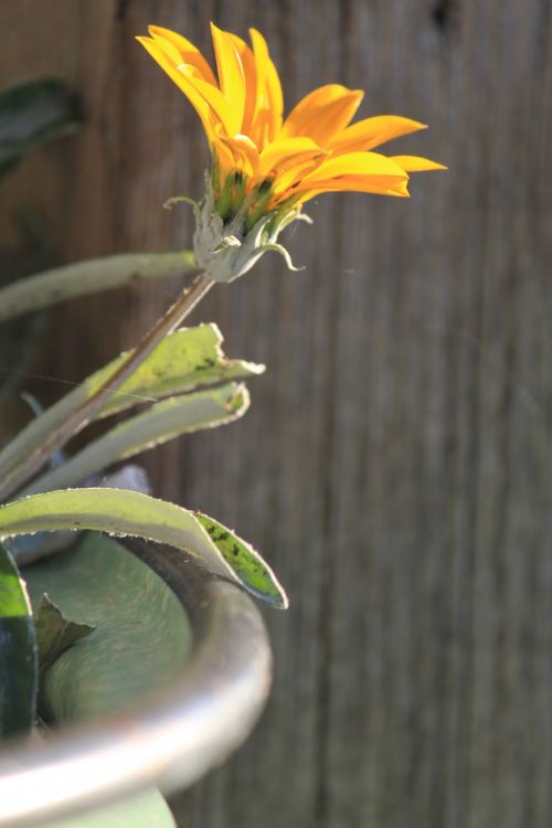 Flower In A Pot