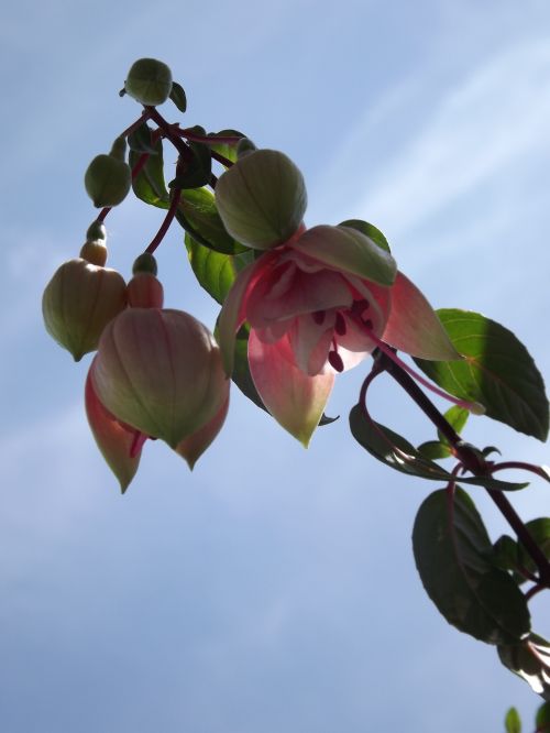 Flower In Garden