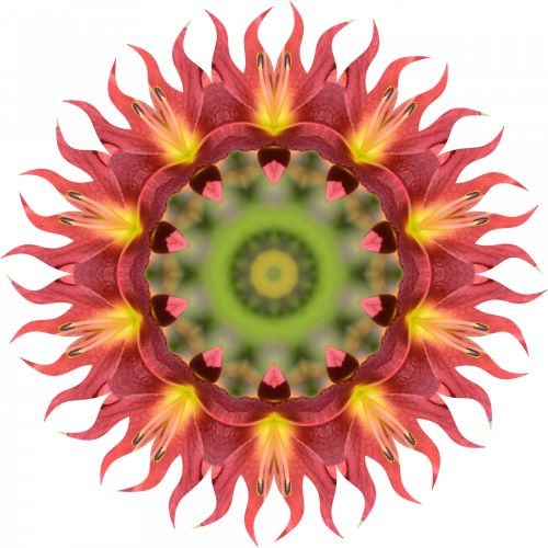 Flower In Kaleidoscope
