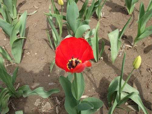 Flower In Park