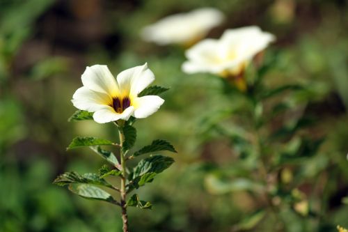 Flower In The Garden