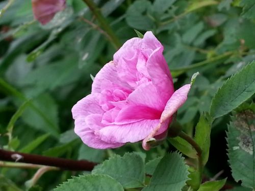 Flower In The Garden