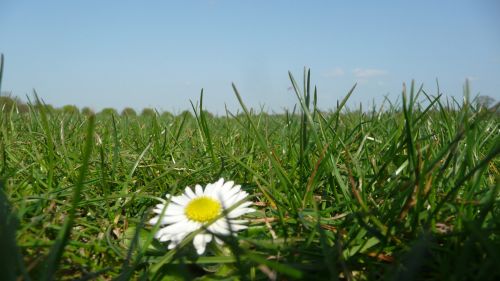 Flower In The Grass