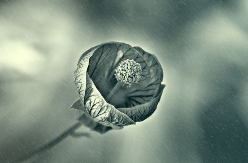 Flower In The Rain