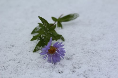 flower in the snow the first snow september