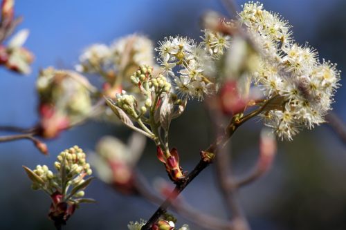 Flower In The Spring